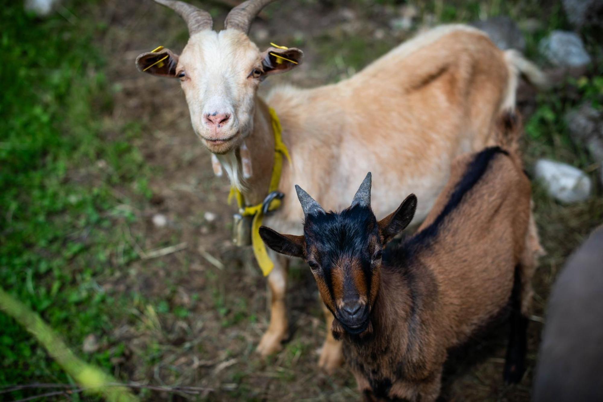 Farm stay Turisticna Kmetija Grabnar *