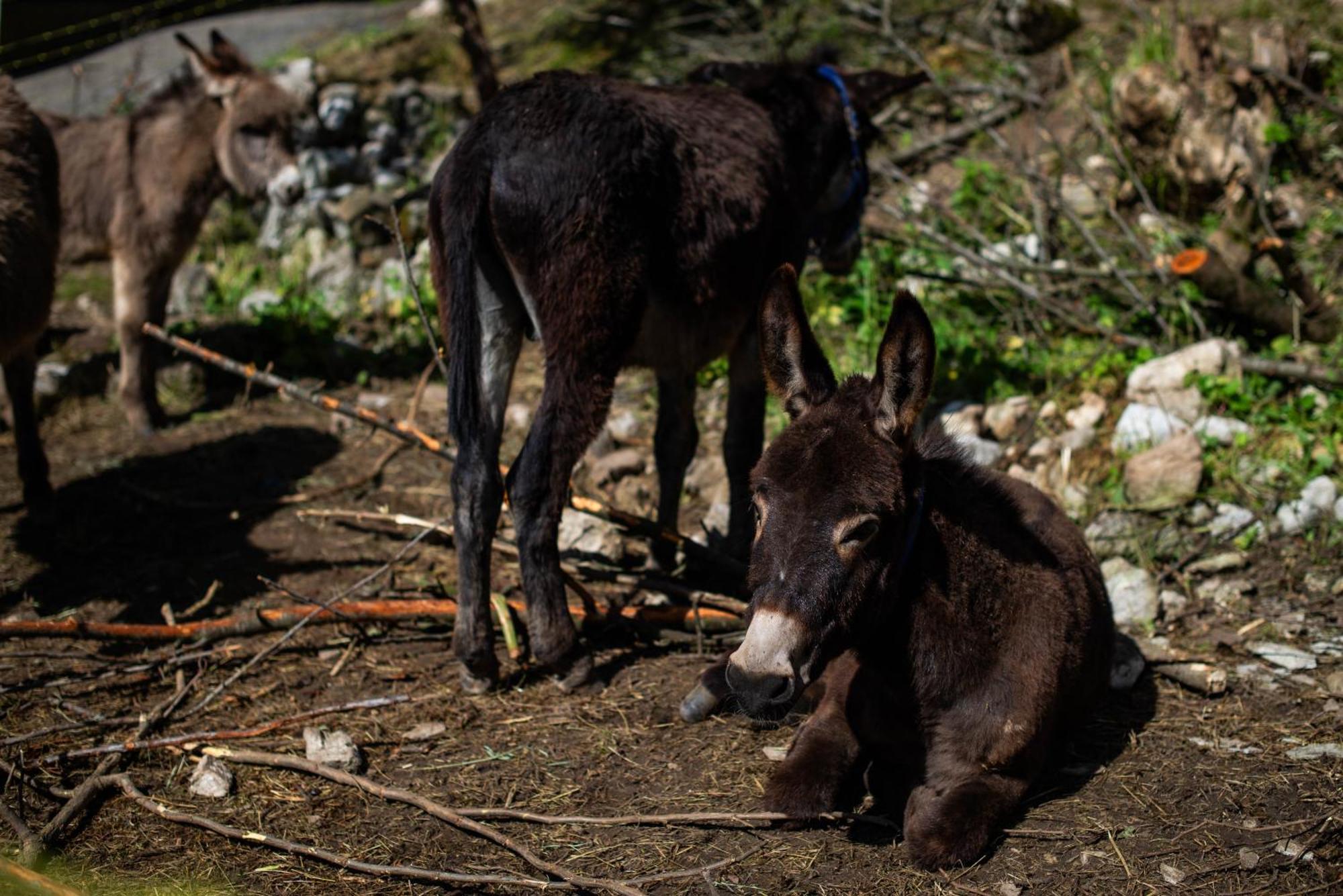 Farm stay Turisticna Kmetija Grabnar Bled