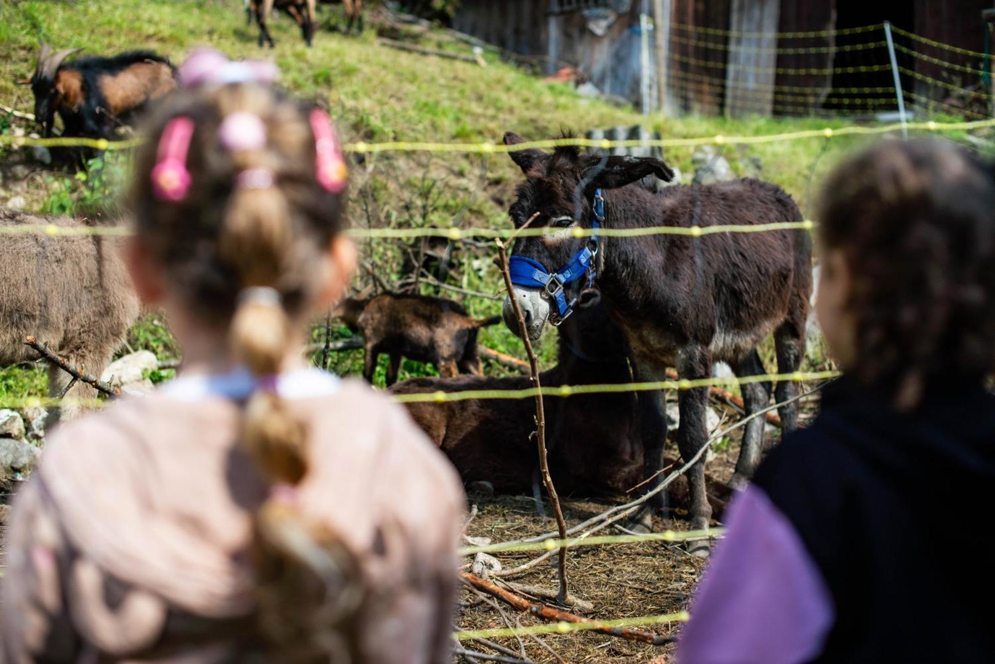 Turisticna Kmetija Grabnar Farm stay *