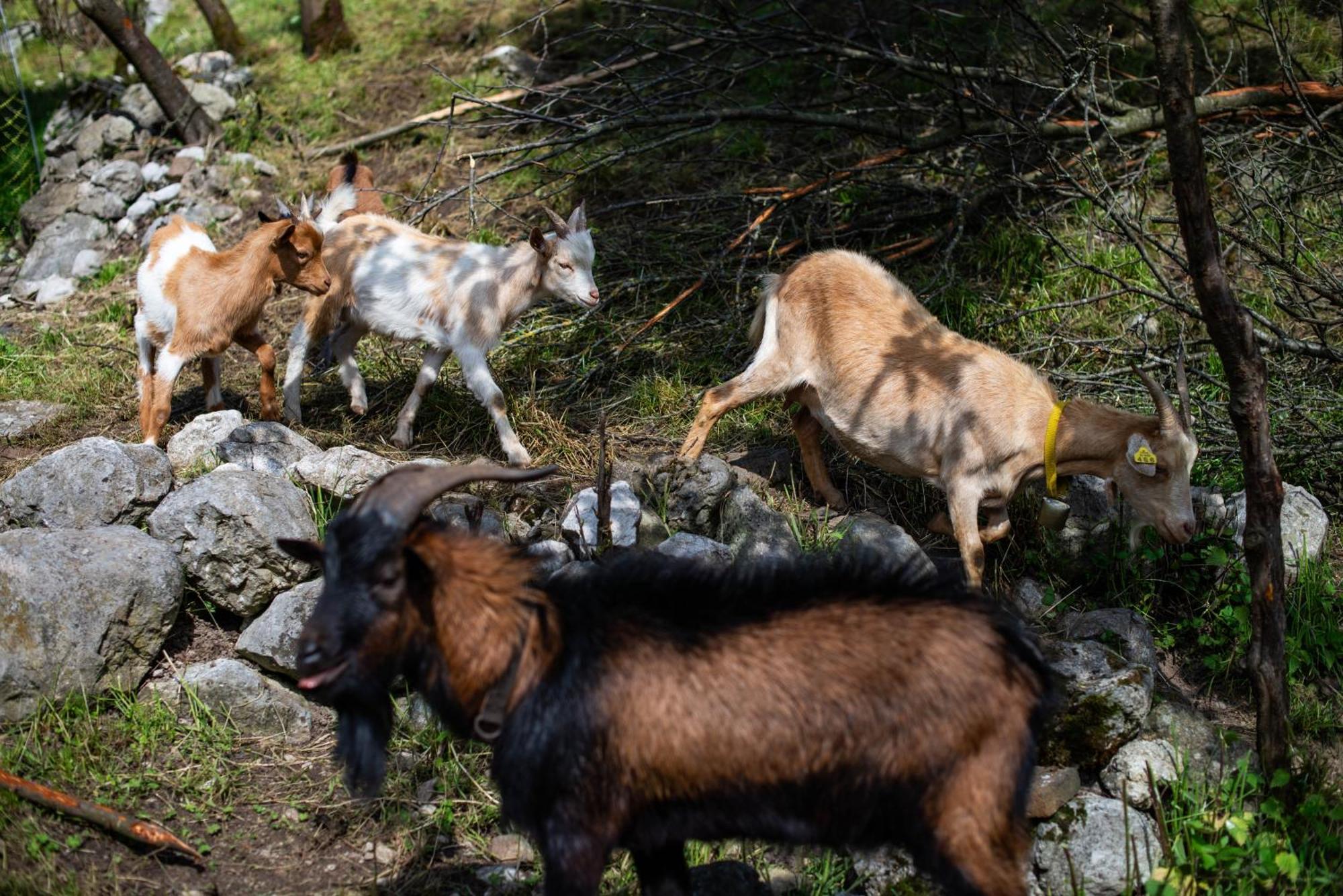 Turisticna Kmetija Grabnar