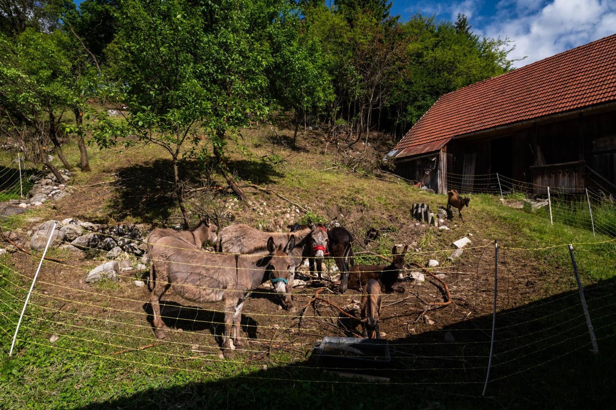 Farm stay Turisticna Kmetija Grabnar